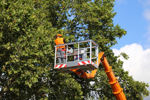 Best Emergency Tree Removal  in Bradley, WV